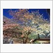 桜が満開です
