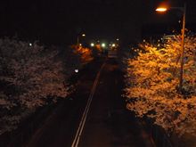 桜満開&amp;#8252;