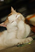 いちごオフメンバー紹介