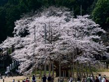 一日遅れ