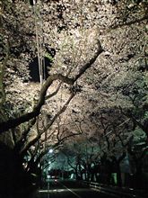 夜桜四重奏