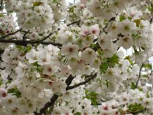 やっぱりお花が似合うのね（＾＾♪