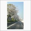 桜♪