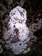 夜桜