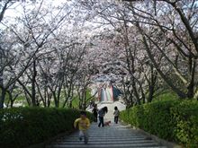 桜が咲いております