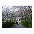 桜が咲いております