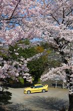 桜と宮号2009