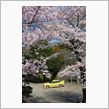 桜と宮号2009