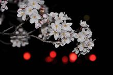 夜桜＆最近の色々。。。(-&quot;-)