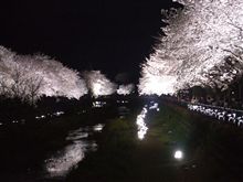 本日開催！野川＠調布市の夜桜ライトアップ♪＜2009年＞