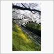桜と菜の花のトンネル