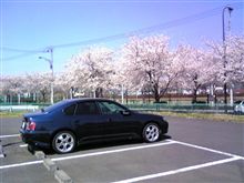 どこでも桜満開