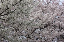 花見と散歩