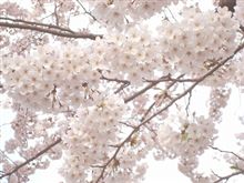ふんわりレタッチ♪