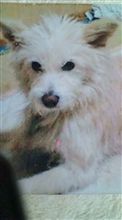 昔の脱走物語(犬)１回目の弐