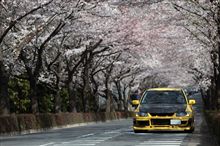 近所の桜