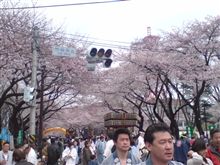 さくら祭り