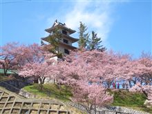 高遠公園も咲いていました