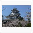 桜まだ5分咲き