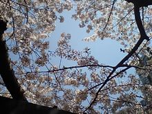 ランチお花見