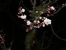 梅の花が咲きはじめました