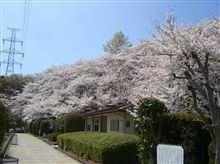 満開の桜