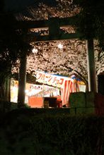 続・夜桜