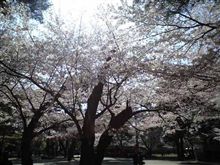 さくら4/7
