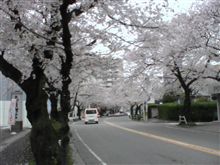 桜吹雪