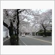 桜吹雪