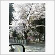 愛宕神社の桜