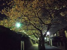 こちらも桜撮り。…でもコンデジ(笑)