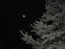 夜桜見学ε=ヾ(*・∀・)/