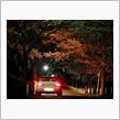 尾根緑道の夜桜