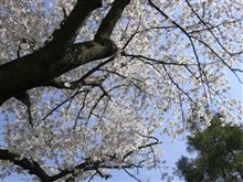 実家の桜