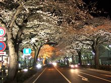 やっと咲きました