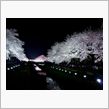 夜桜ヘッダー更新しました！