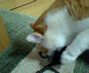 海苔食べる猫・・・。