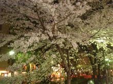 桜 桜