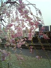 季節ﾓﾉなので･･･サクラを！
