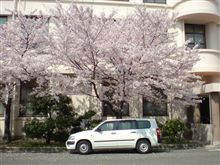 桜とクルマ