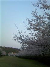 桜　満開！