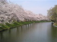 今年の桜は　いかが・・・