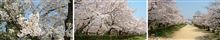 友からの桜・・・・