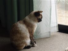 猫　№4　ミミコ
