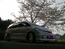 桜満開!!