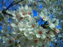 桜満開の入学式(^^)v