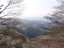 あらすごい　花は吉野の　桜かな