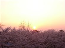 夕陽と桜