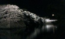夜桜